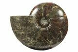 Polished Fossil Ammonite (Cleoniceras) - Madagascar #234623-1